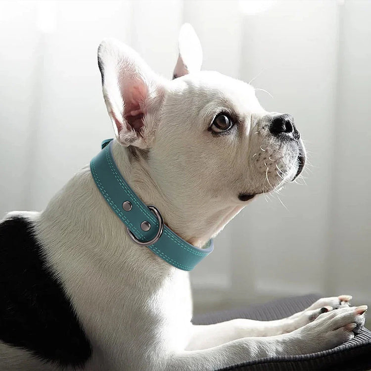 Pet Collars and Leads