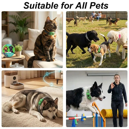 Natural Flea & Tick Repellent Tag for Dogs & Cats | 12-Month Protection | Vet Recommended