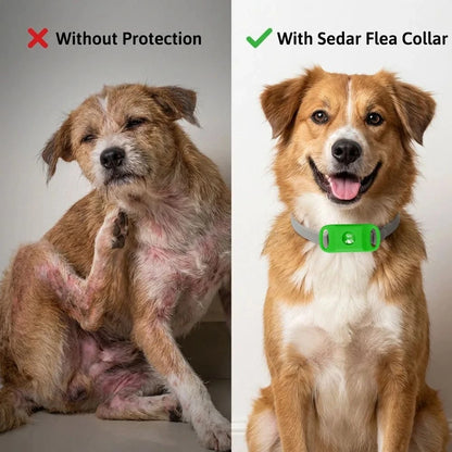Natural Flea & Tick Repellent Tag for Dogs & Cats | 12-Month Protection | Vet Recommended