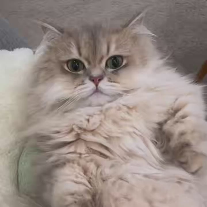 Professional Pet Grooming Clippers | Quiet & Safe | Dogs & Cats