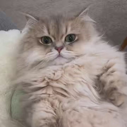 Professional Pet Grooming Clippers | Quiet & Safe | Dogs & Cats