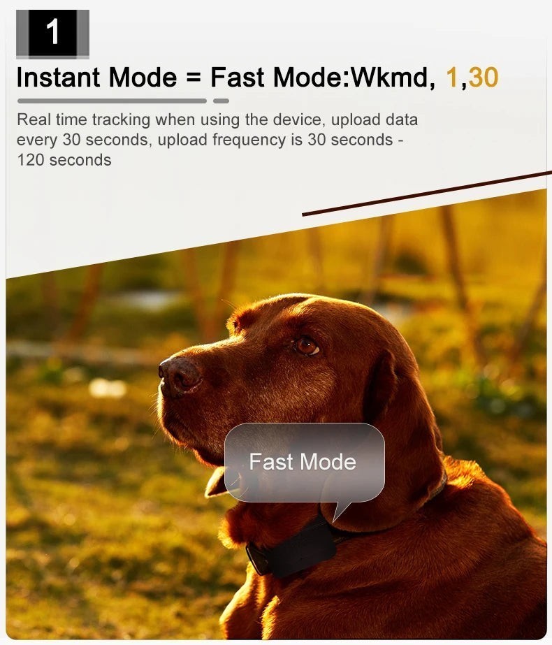 Tailwag Factory 4G GPS pet tracker in Fast Mode showing real-time location updates on a brown dog wearing a collar
