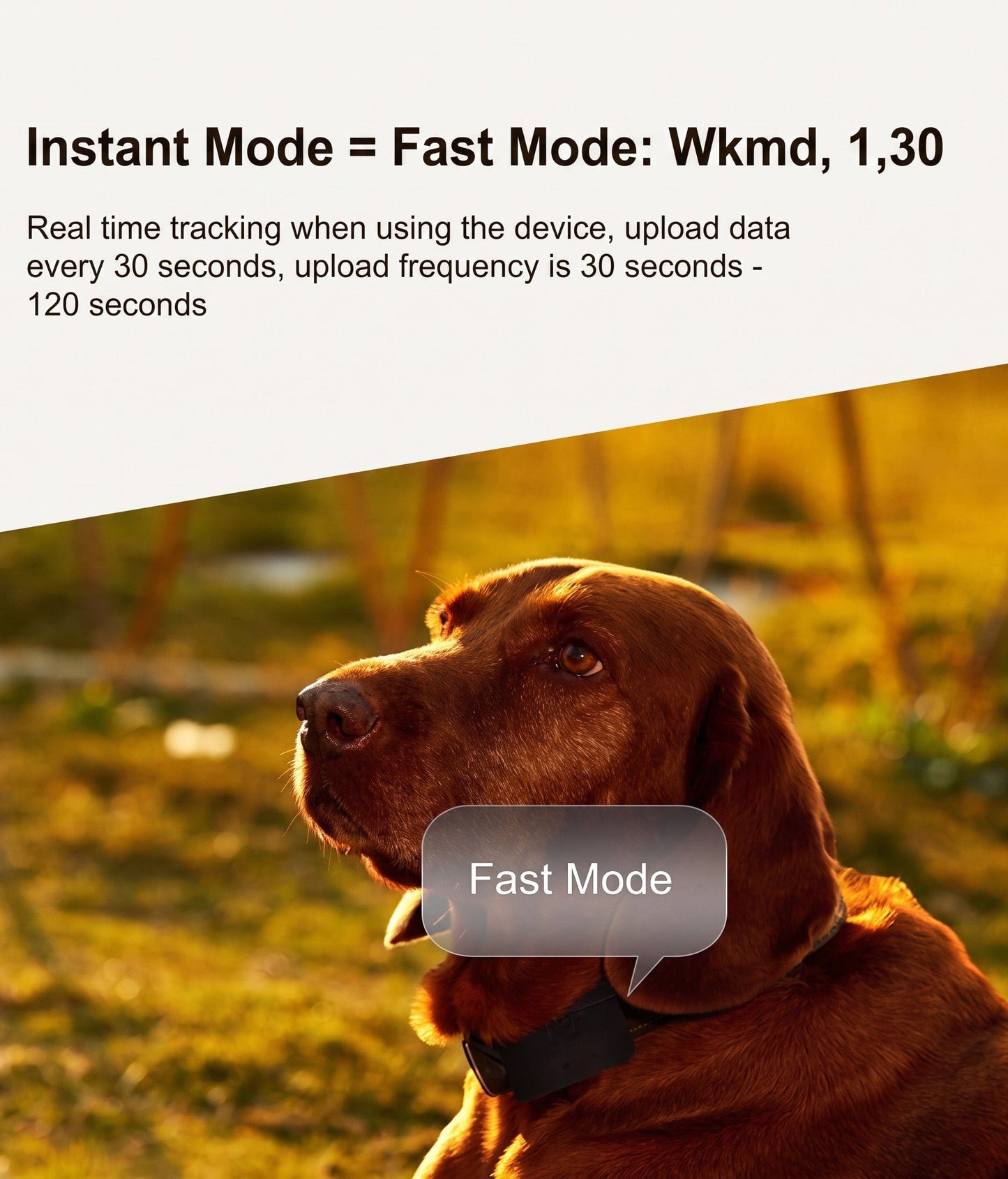 Tailwag Factory 4G GPS tracker on a brown dog collar showing the instant fast tracking mode for real-time location