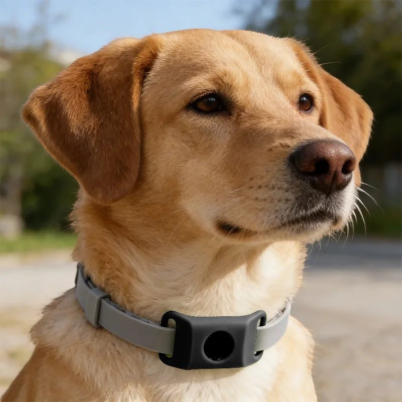 Tailwag Factory dog wearing a grey collar with a black flea and tick repellent pendant outdoors