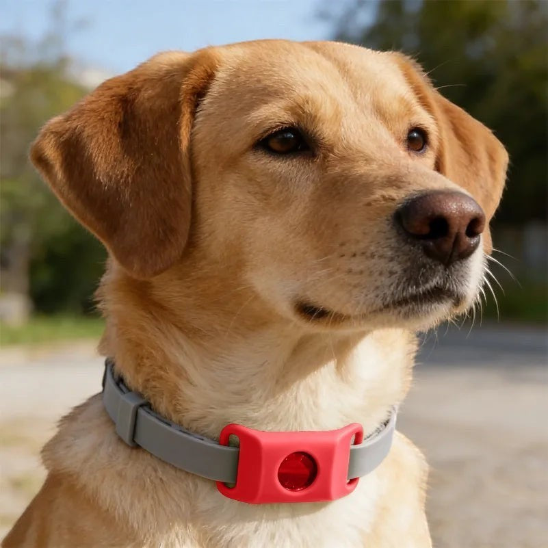 Tailwag Factory dog wearing a grey flea and tick collar with a red pendant, outdoors in a natural setting.