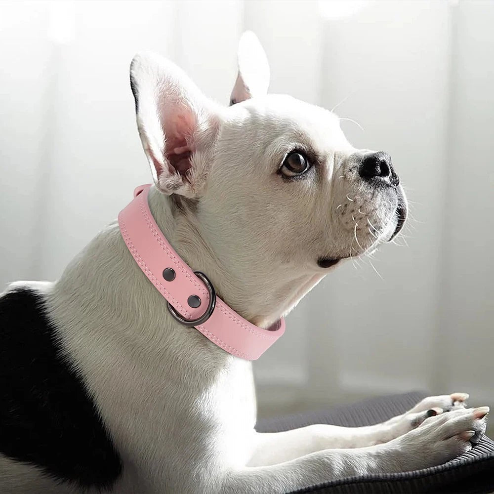 Tailwag Factory pink genuine leather dog collar worn by a white French Bulldog, featuring sturdy metal hardware.