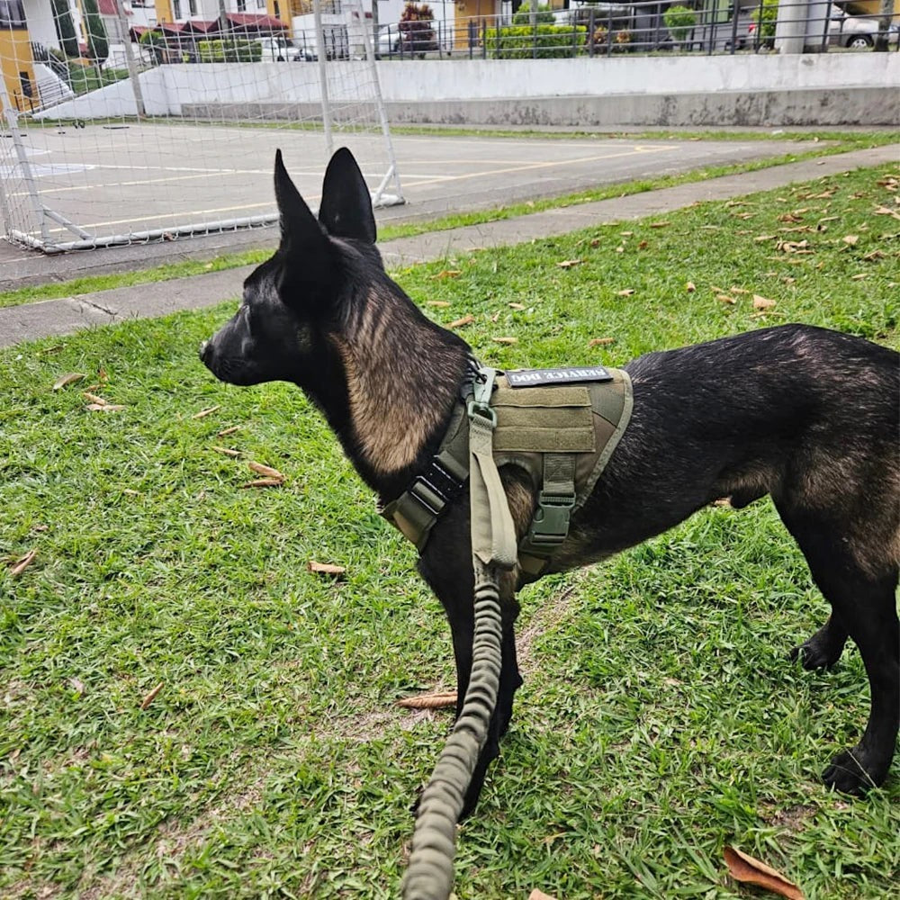 Tailwag Factory tactical dog harness in army green on a Belgian Malinois standing on grass with a matching leash
